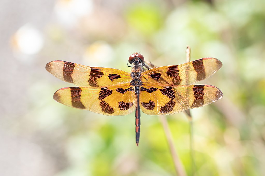 1024px-Celithemis-eponina-109173176
