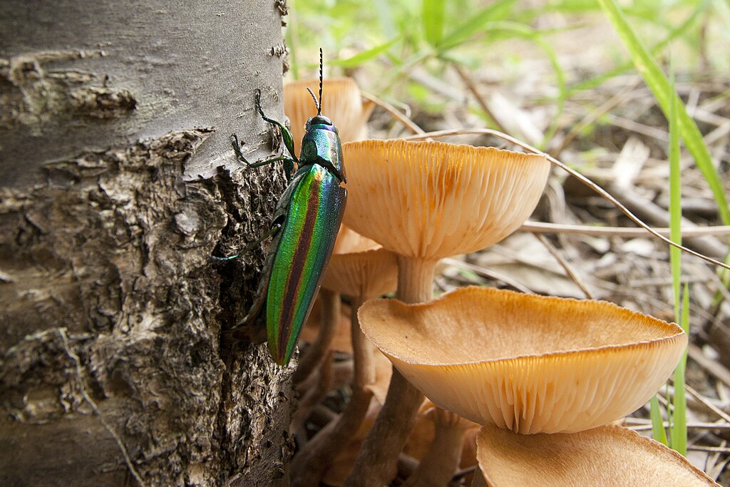 1024px-Chrysochroa-fulgidissima-01