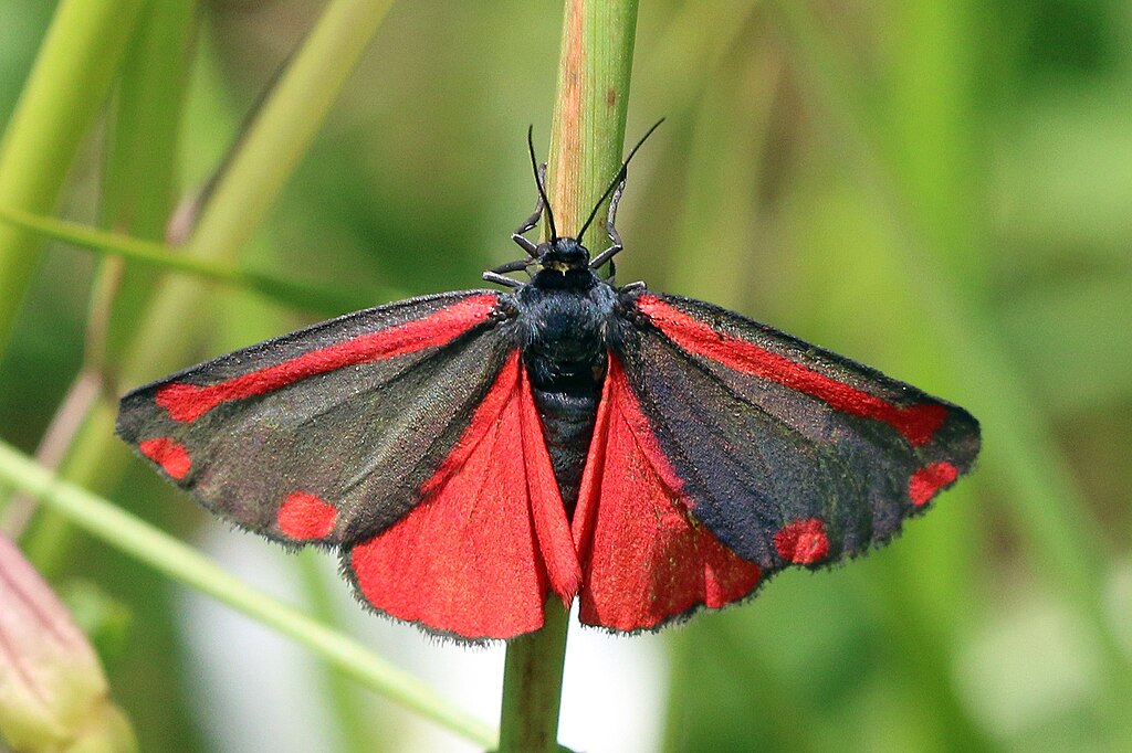 1024px-Cinnabar-moth-(Tyria-jacobaeae)
