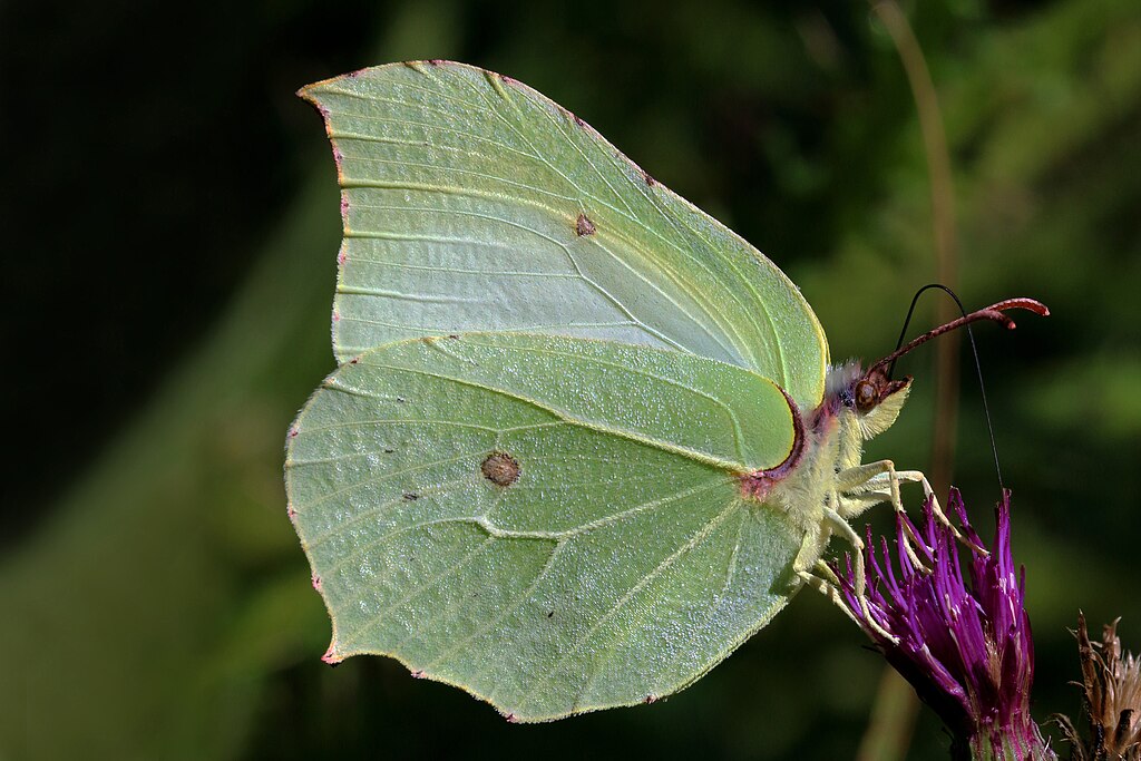 1024px-Common-brimstone-butterfly-(Gonepteryx-rhamni)-male