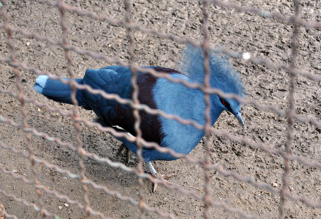 1024px-Crowned-Pigeon-in-Pata-Zoo-2
