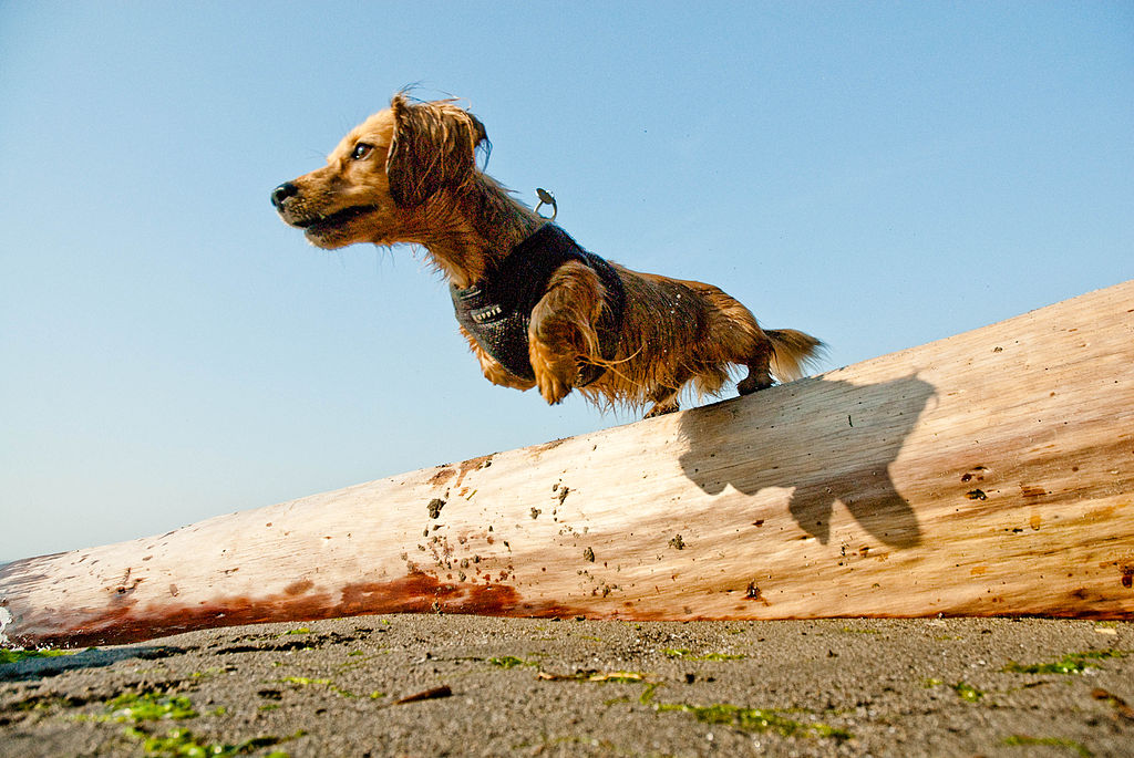 1024px-Dachshund-leaping-from-log