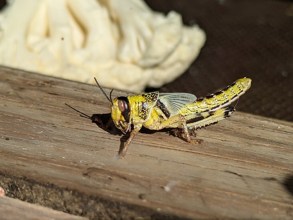 1024px-Desert-Locust,-photographed-at-Bristol-Zoo-Project-in-2024