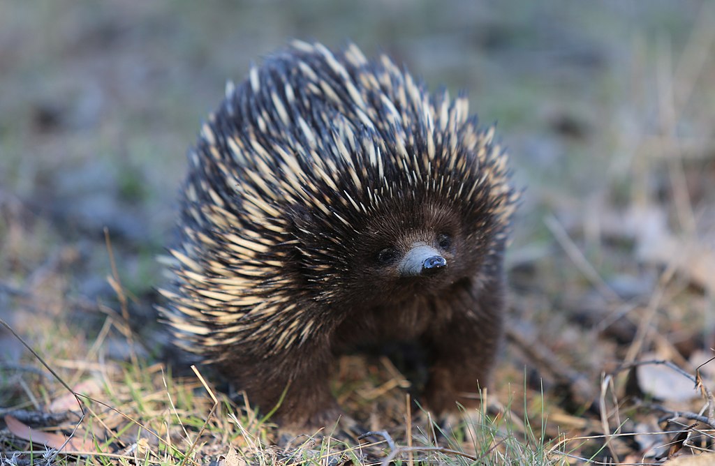 1024px-Echidna,-Mulligans-Flat-Nature-Reserve,-ACT
