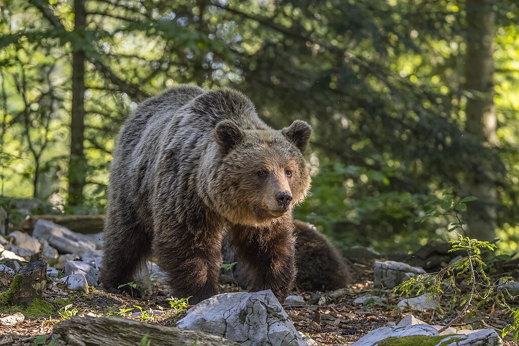 1024px-Eurasian-brown-bear-(Ursus-arctos-arctos)-female-1