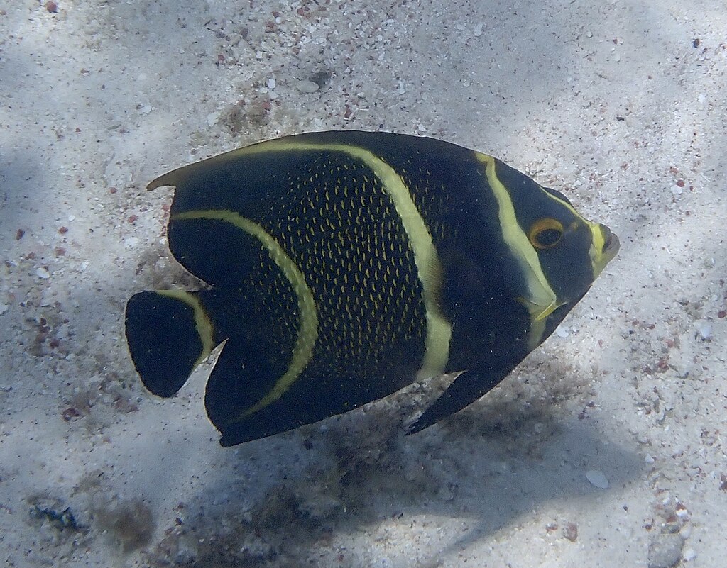 1024px-French-Angelfish,-North-Atlantic-Ocean,-BQ-imported-from-iNaturalist-photo-128166141
