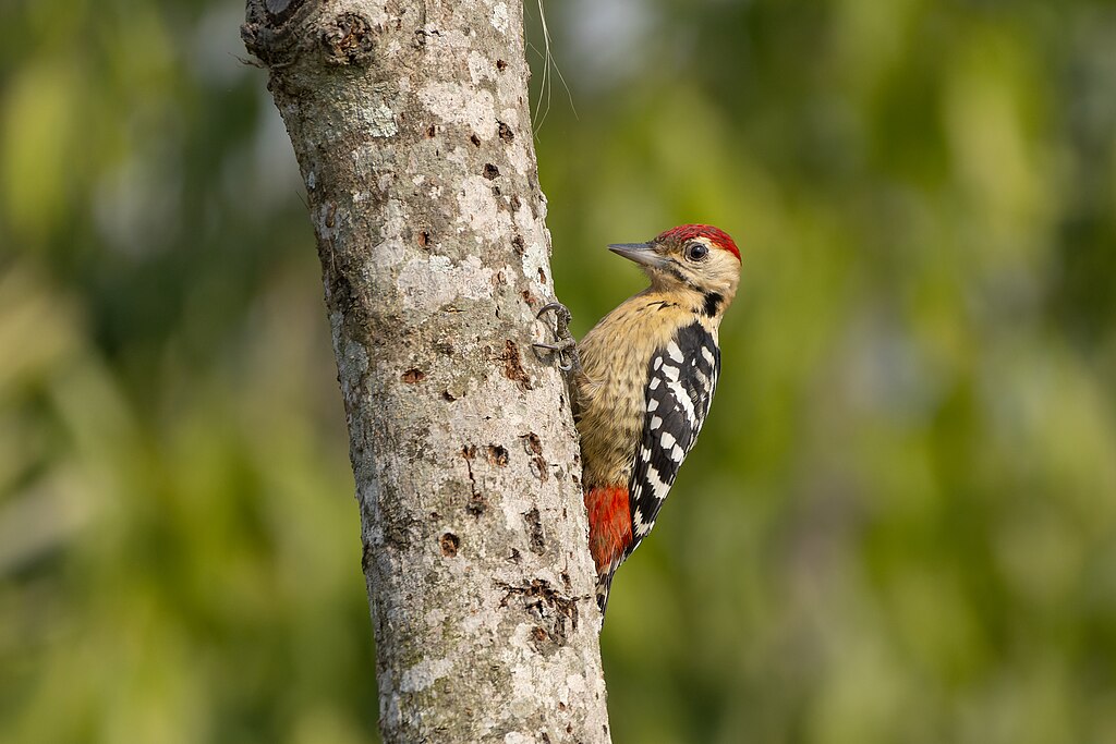 1024px-Fulvous-breasted-Woodpecker-by-Tisha-Mukherjee-16