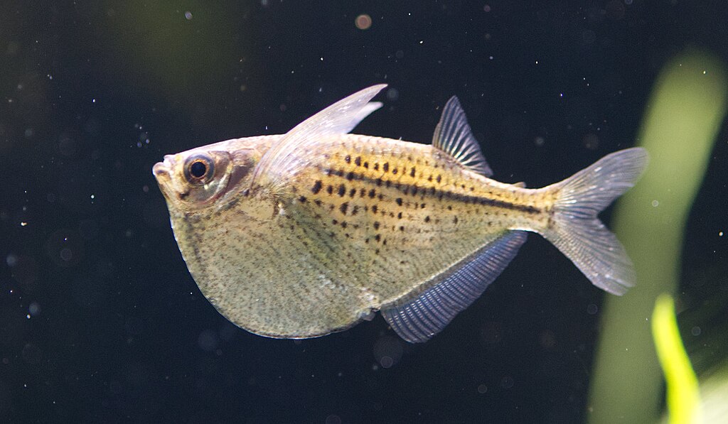 1024px-Gasteropelecus-sternicla---9326