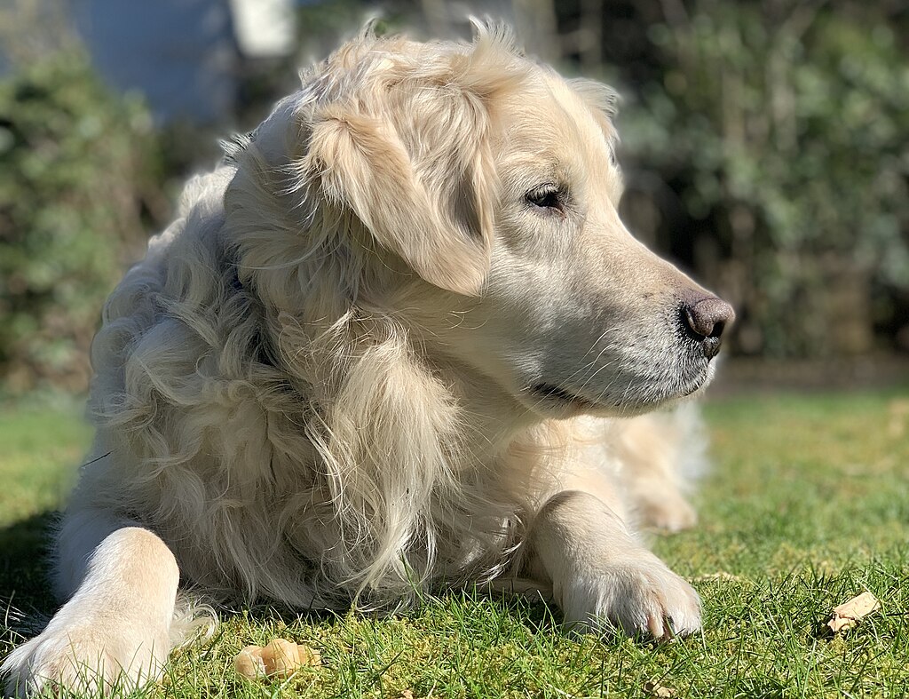 1024px-Golden-Retriever-2020-12