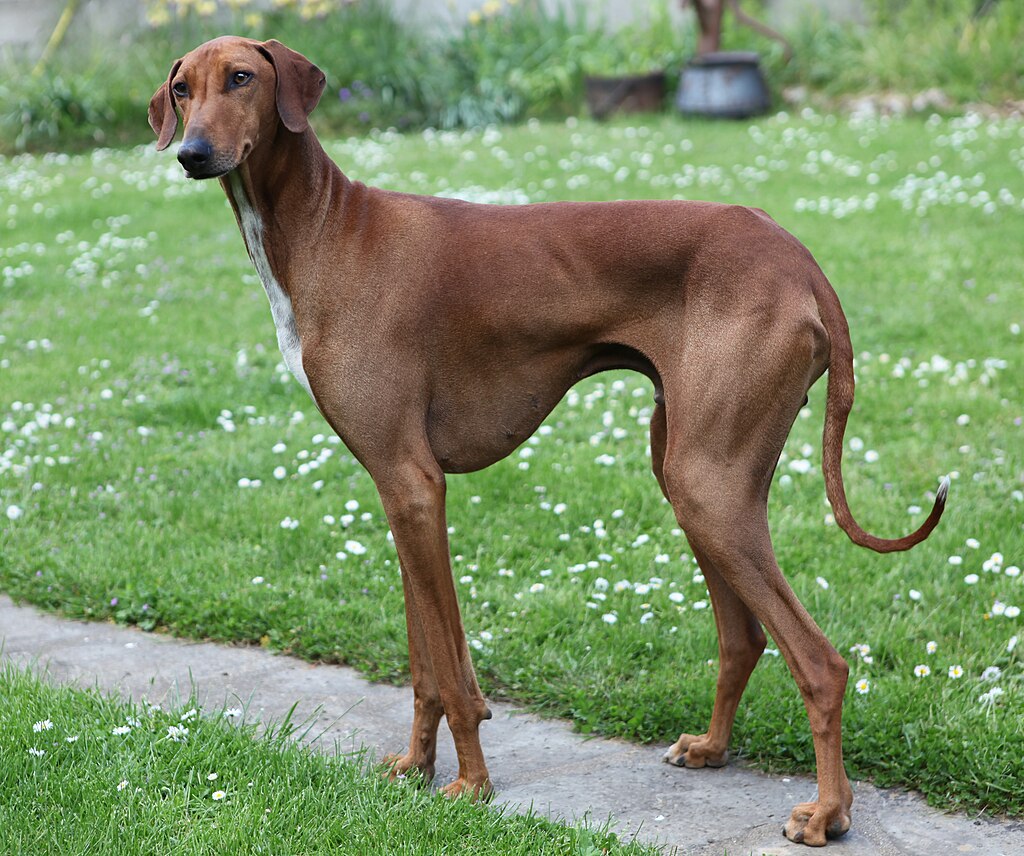 1024px-Goumsao-De-Nulle-Part-Ailleurs-2014