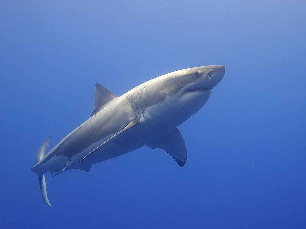 1024px-Great-White-Shark-(14730796397)