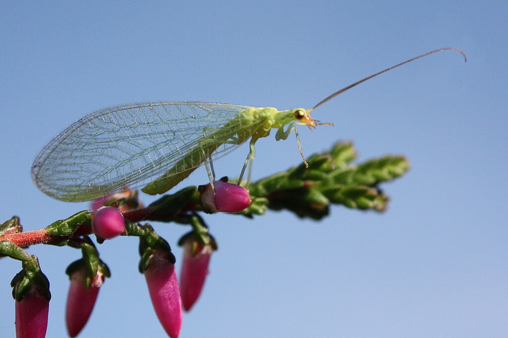 1024px-Green-lacewing-chrysopidae