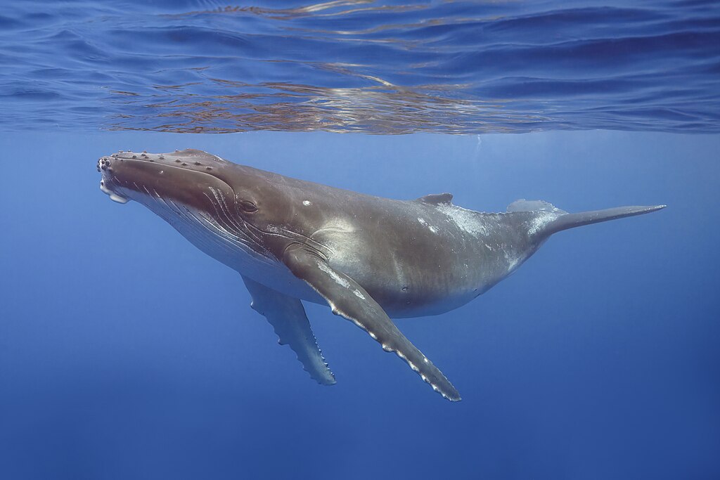 1024px-Humpback-whale-(Megaptera-novaeangliae)-calf-Moorea-2