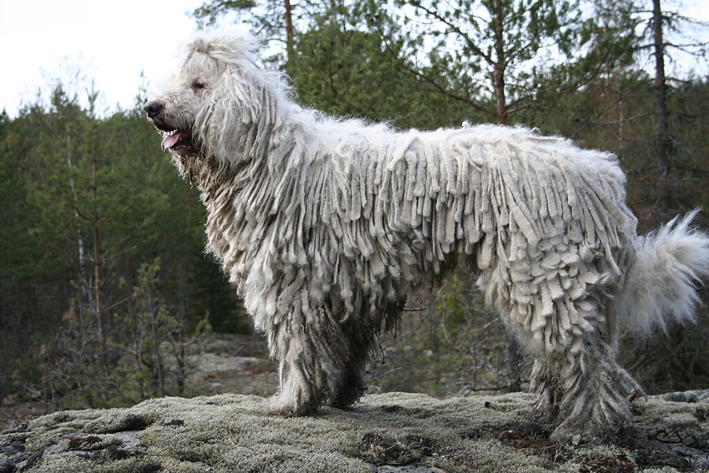 1024px-Komondor-IMG-0329