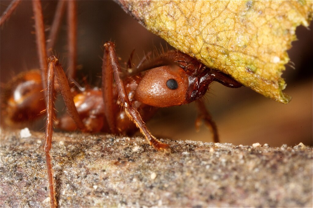 1024px-Leafcutter-ant