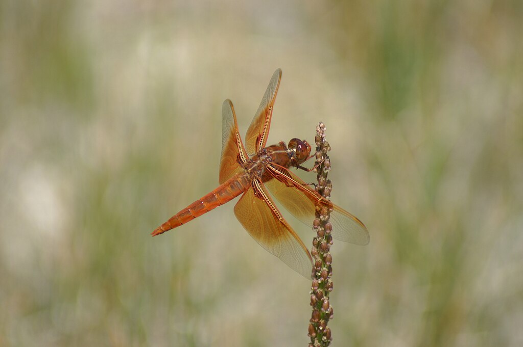 KONICA MINOLTA DIGITAL CAMERA