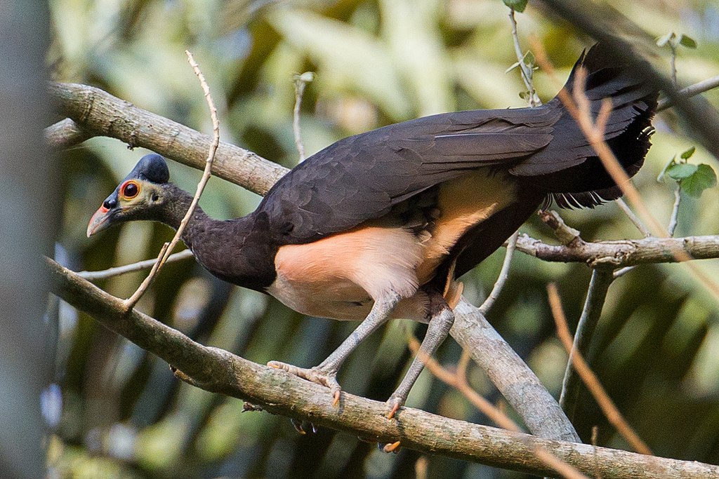 1024px-Macrocephalon-maleo-107895058