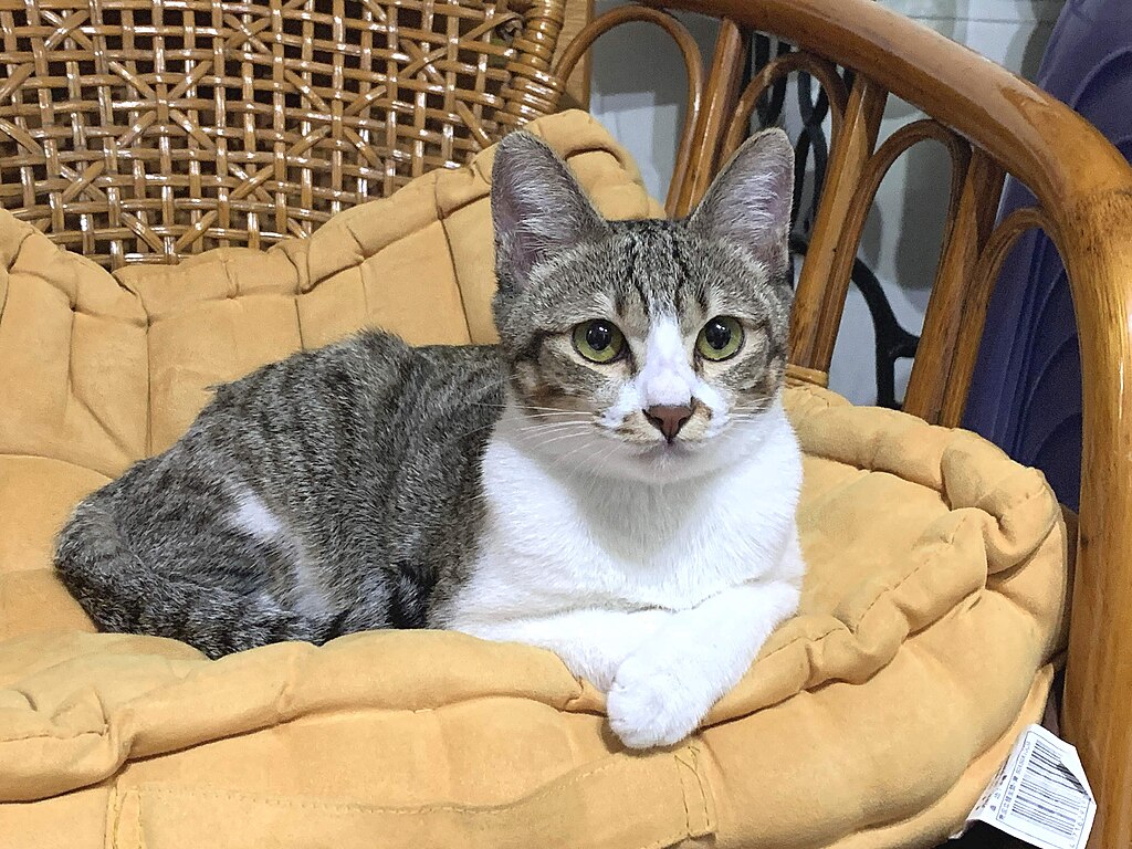 1024px-Mixed-aegean-cat-Feb-2020