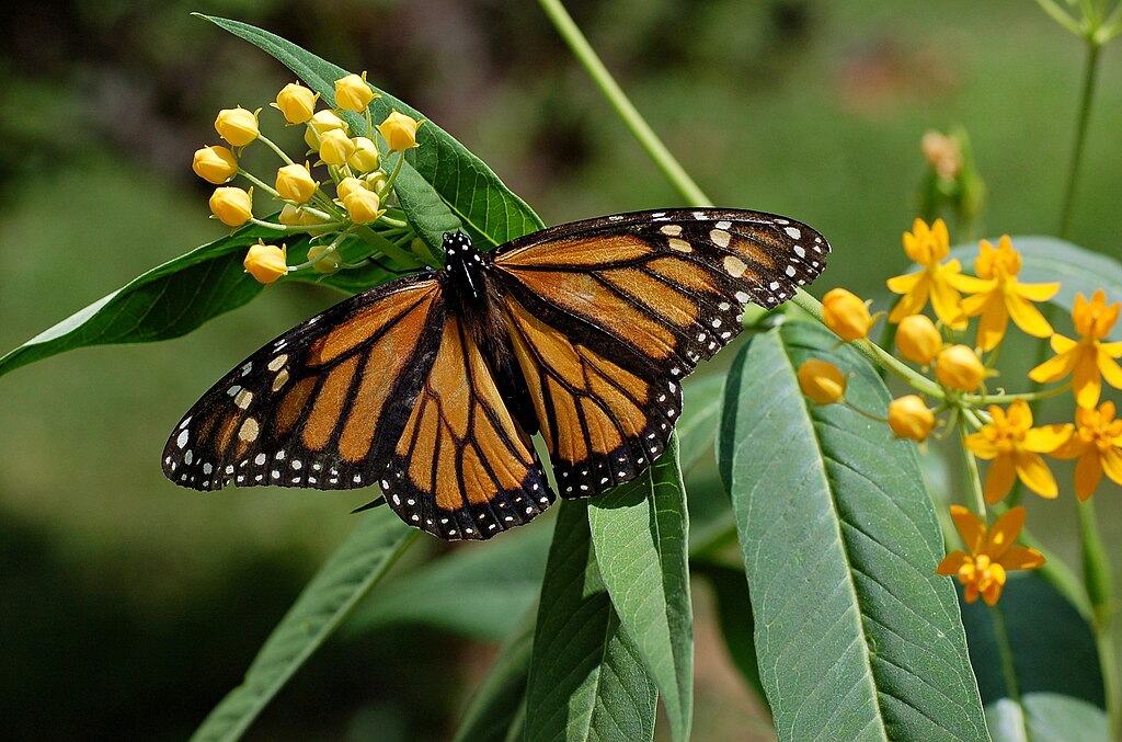 1024px-Monarch-Butterfly-Danaus-plexippus-on-Milkweed-Hybrid-2800px