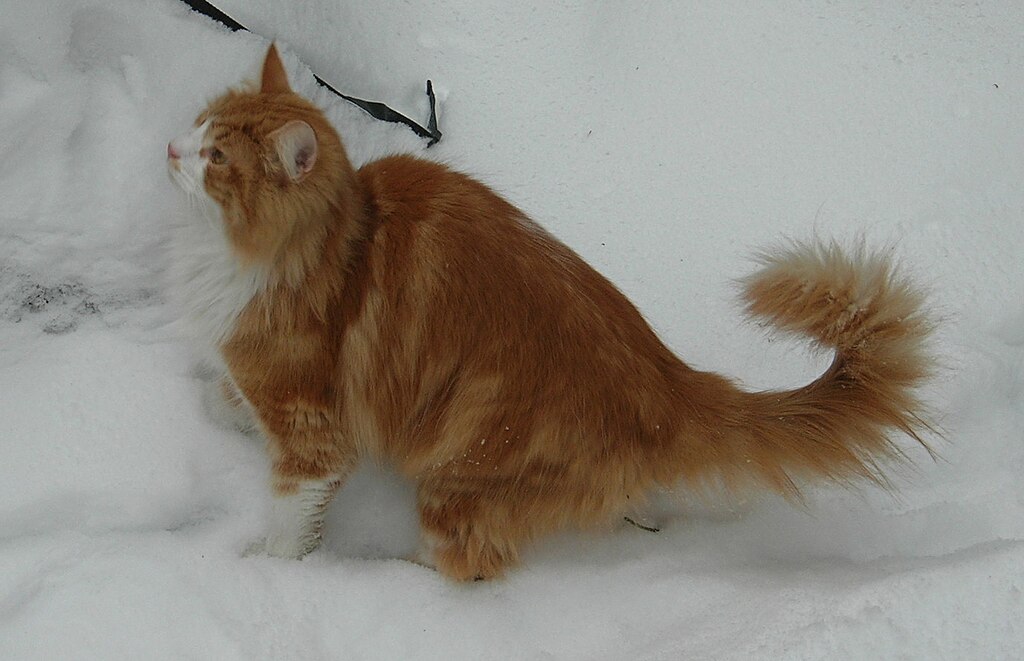 1024px-Norwegian-Forest-Cat-in-snow