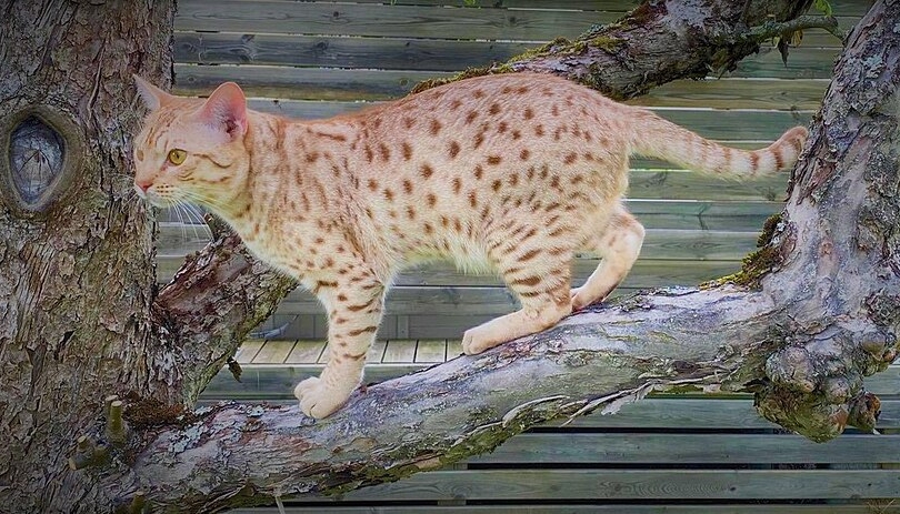1024px-Ocicat-kanelsilverspotted
