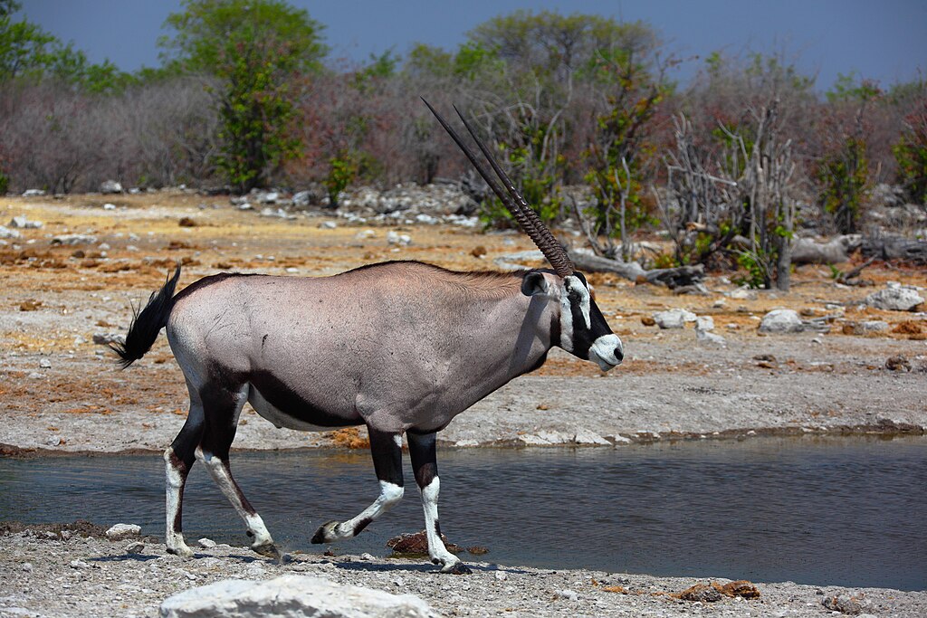 1024px-Oryx-gazella-male-8054