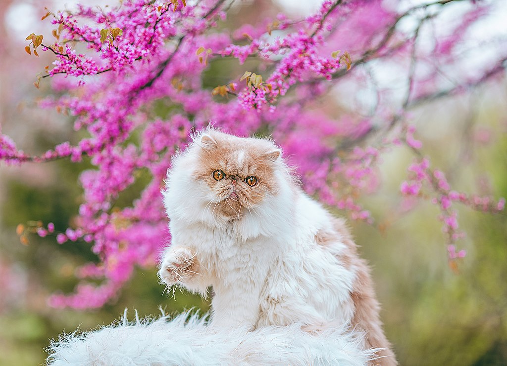 1024px-Persian-Cat-In-Flowers-(50434591271)