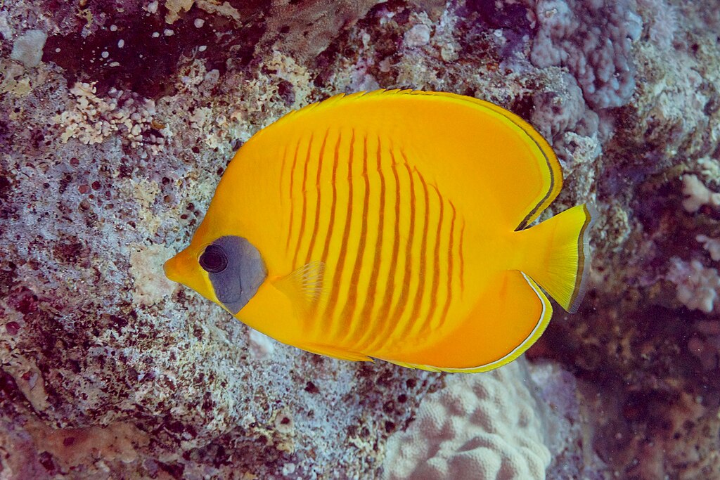 1024px-Pez-mariposa-del-mar-Rojo-(Chaetodon-semilarvatus),-mar-Rojo,-Egipto,-2023-04-15,-DD-102