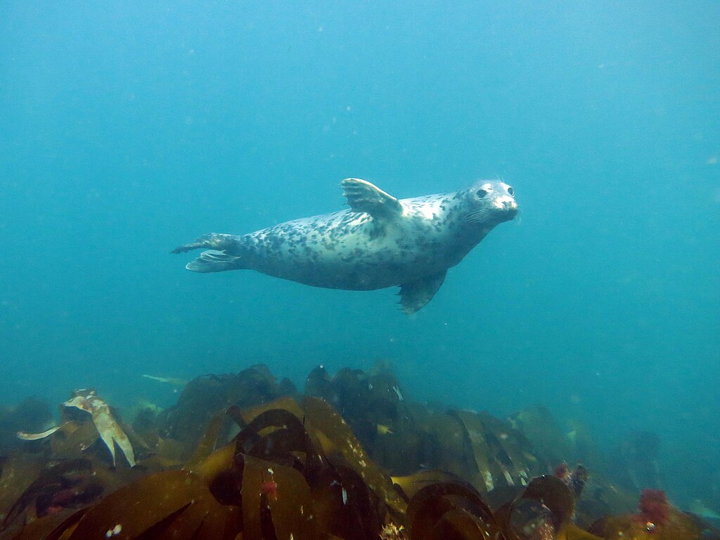 1024px-Phoques-gris-(Halichoerus-grypus)-(Ifremer-00791-90313---51056)