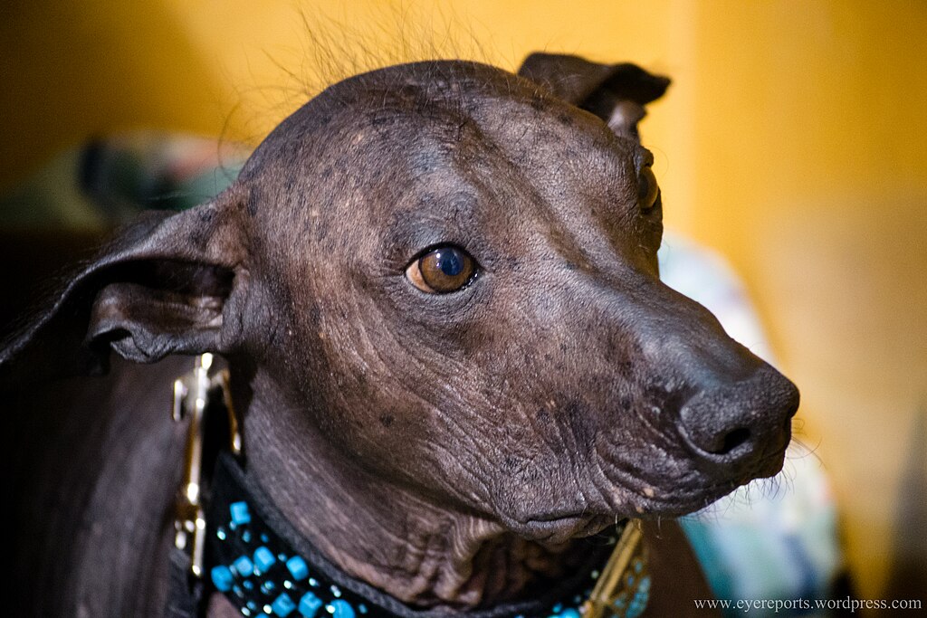 1024px-Quetta-the-peruvian-hairless-dog