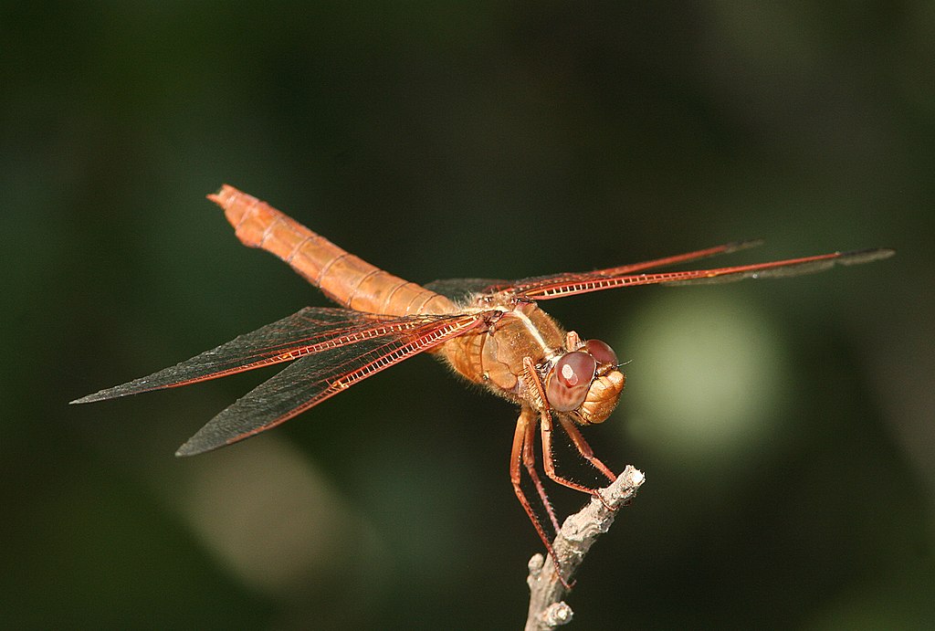1024px-SKIMMER,-FLAME-(libellula-saturata)-(7-1-08)-cerro-alto--09-(2629110239)