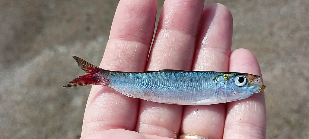 1024px-Sardina-pilchardus-Italy