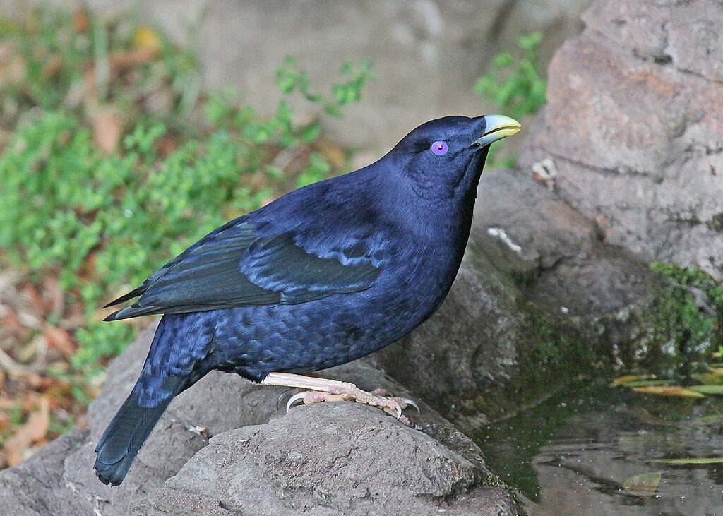 1024px-Satin-Bowerbird-JCB