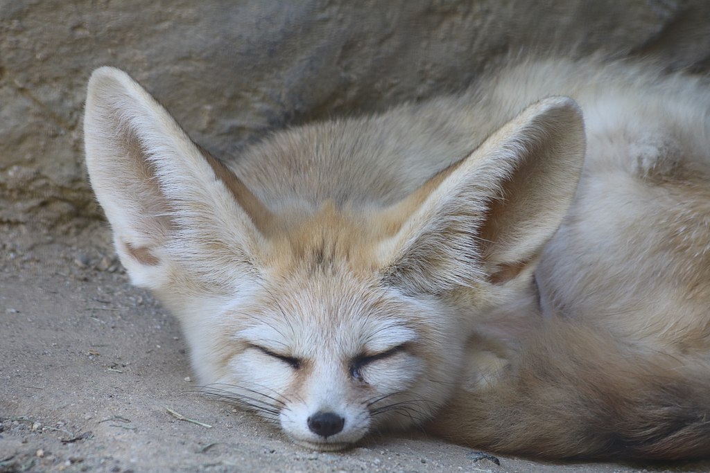 1024px-Sleeping-Vulpes-zerda-at-Happy-Hollow,-closeup