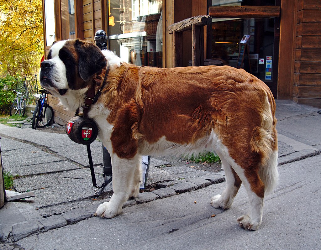 1024px-St.-Bernard-dog-with-barrel
