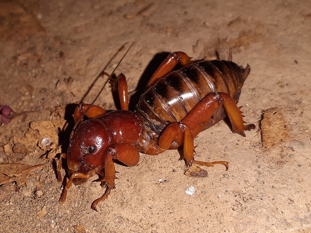 1024px-Stenopelmatus-talpa