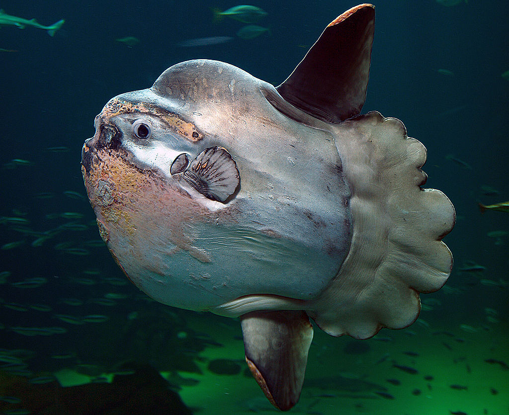 1024px-Sunfish2
