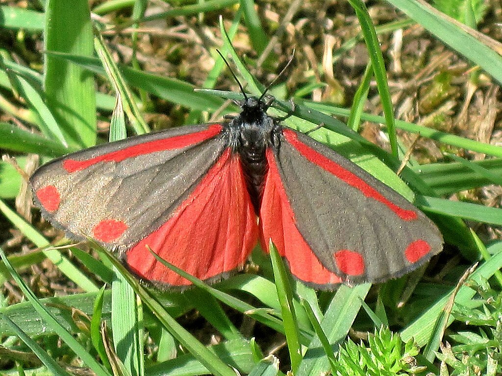 1024px-Tyria-jacobaeae-(Cinnabar-moth),-Arnhem,-the-Netherlands