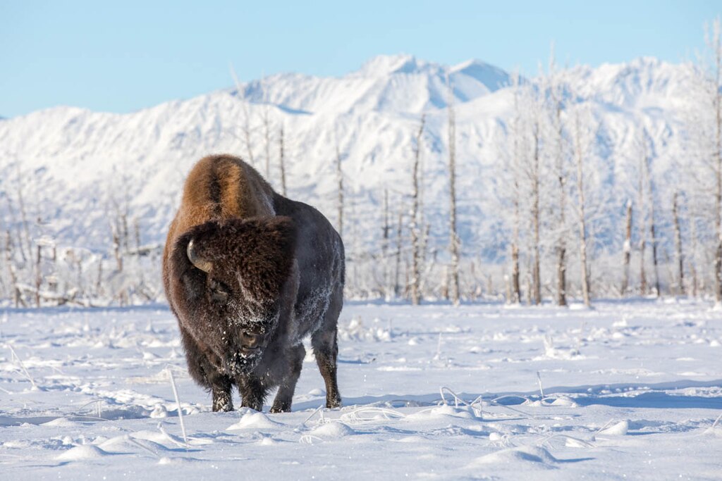 1024px-Wood-bison-bull-at-the-Alaska-Wildlife-Conservation-Center-(52790650051)