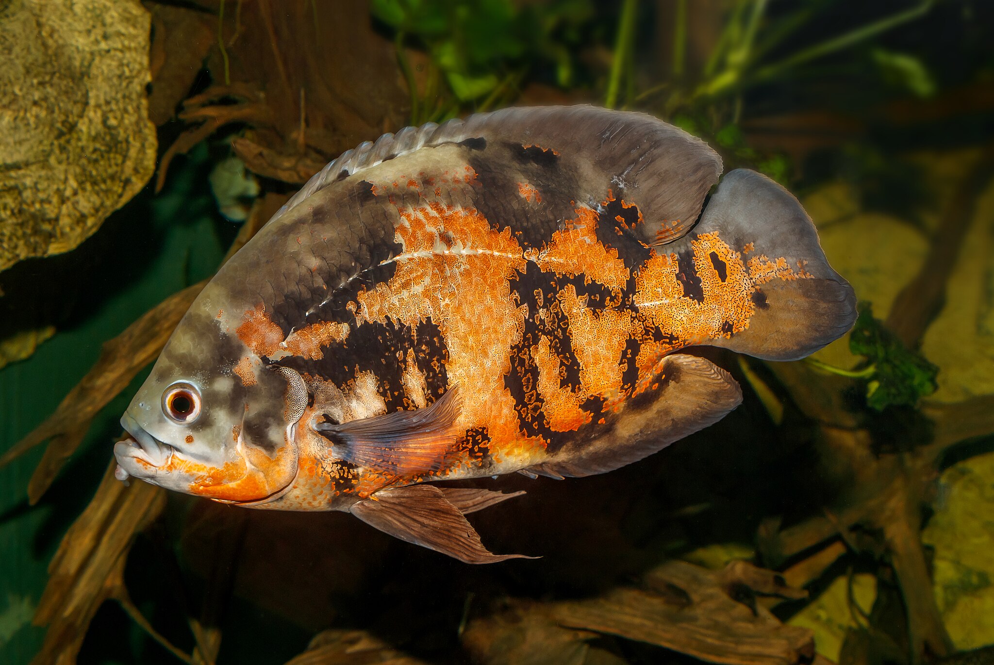 2048px-Astronotus-ocellatus---Karlsruhe-Zoo-01