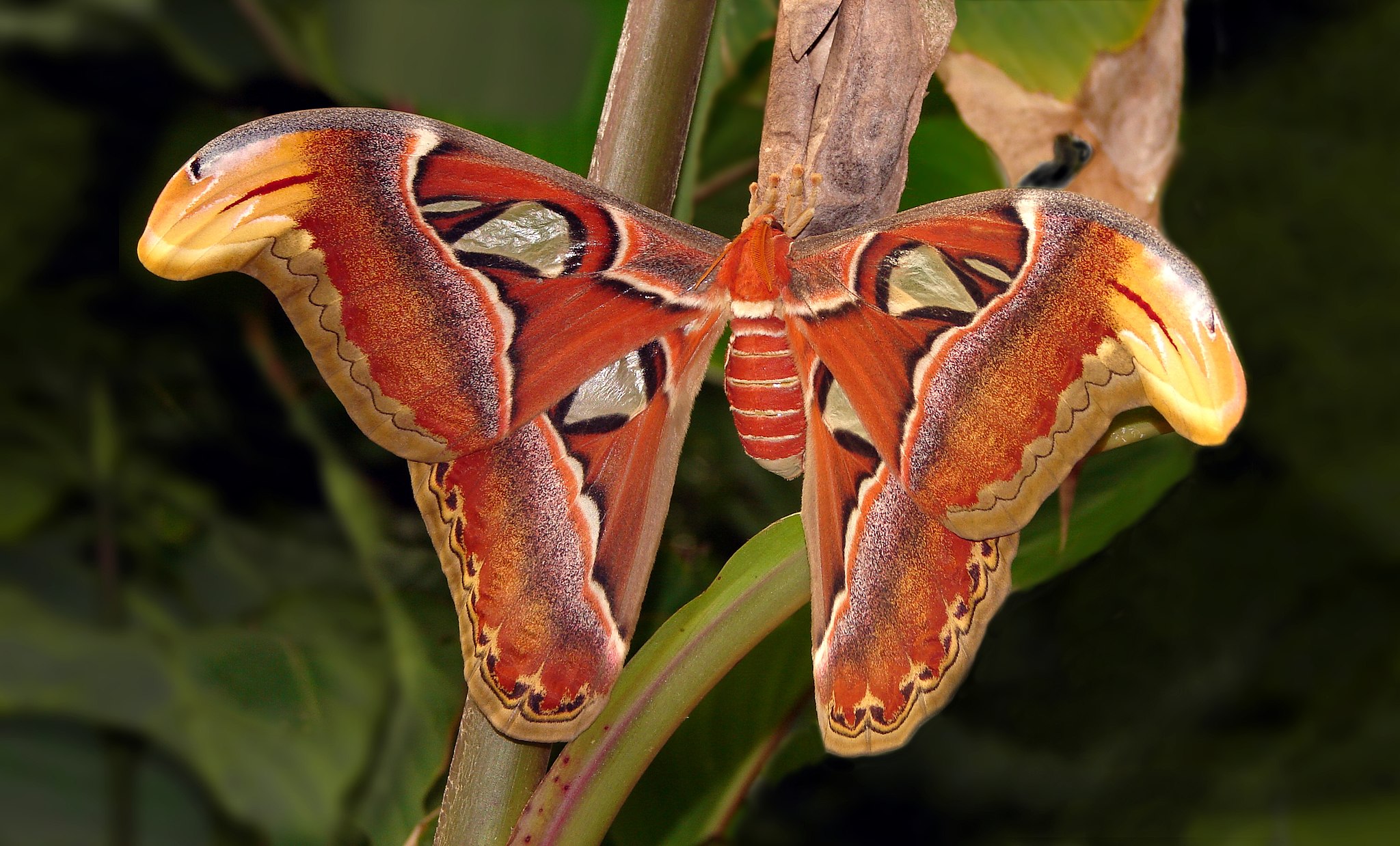 2048px-Attacus-atlas-London-Zoo-01118-2