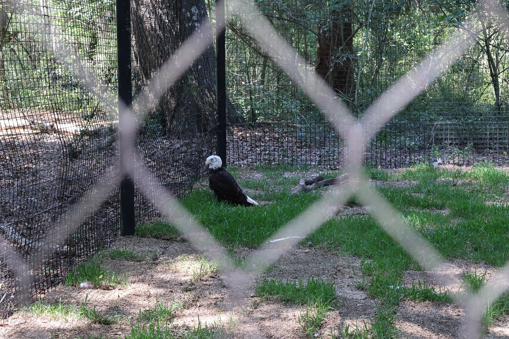2048px-Bald-Eagles-at-the-Lowcountry-Zoo-01