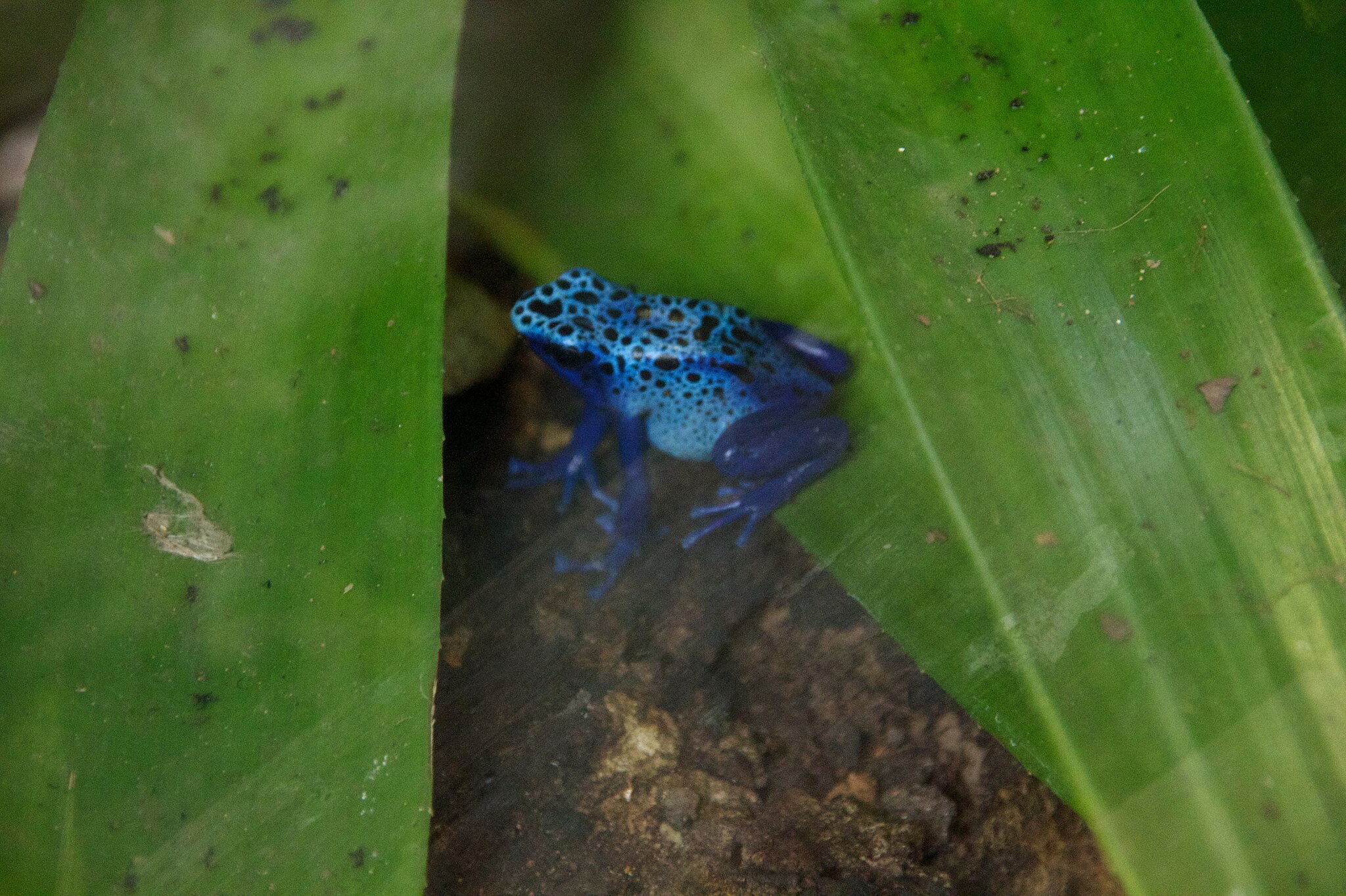 2048px-Blue-poison-dart-frog-at-Chester-Zoo