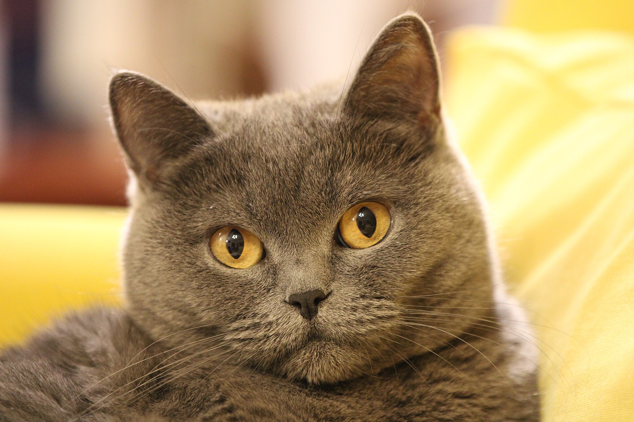 2048px-British-Shorthair-IMG-9044