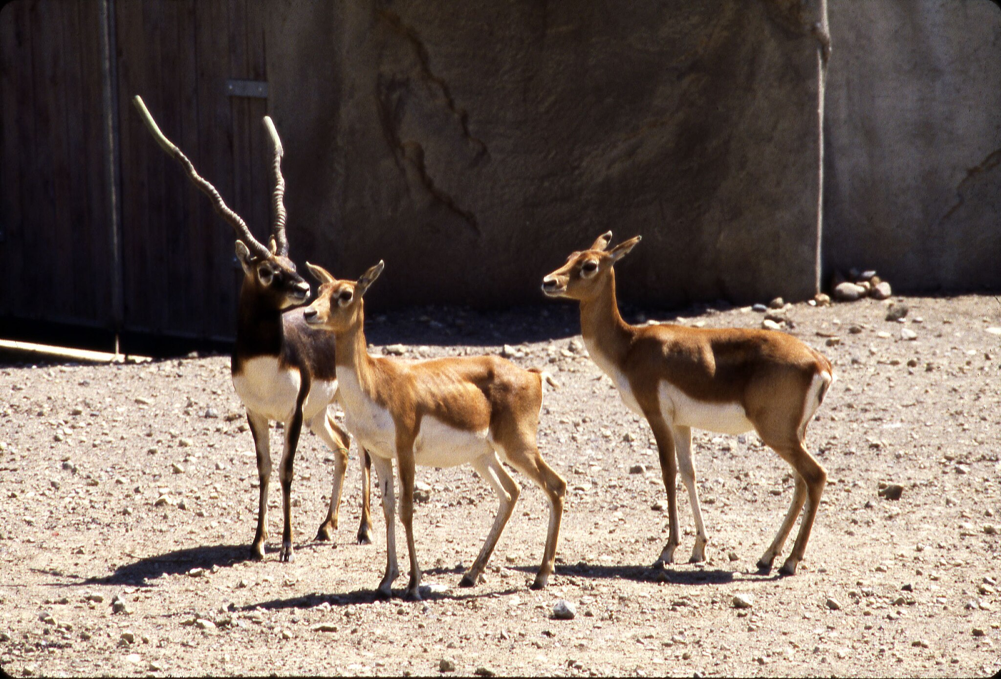 2048px-Columbus-Zoo-blackbuck-antelope---DPLA---f338a359b5e59f776f0956ad7e46adb5