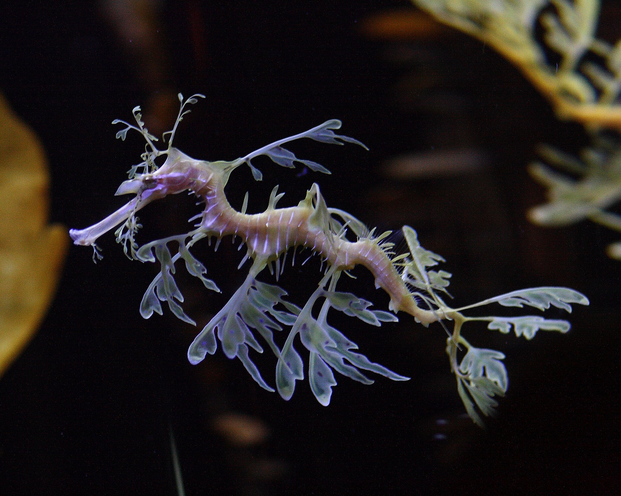 2048px-Leafy-sea-dragon-at-Shedd-Aquarium-2,-2009-11-15