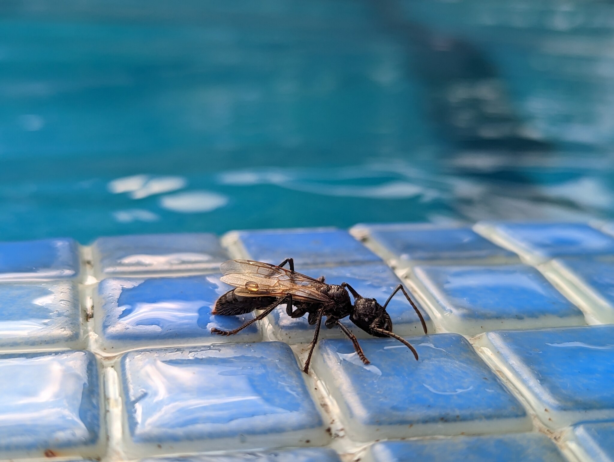 2048px-Paraponera-clavata-267443953