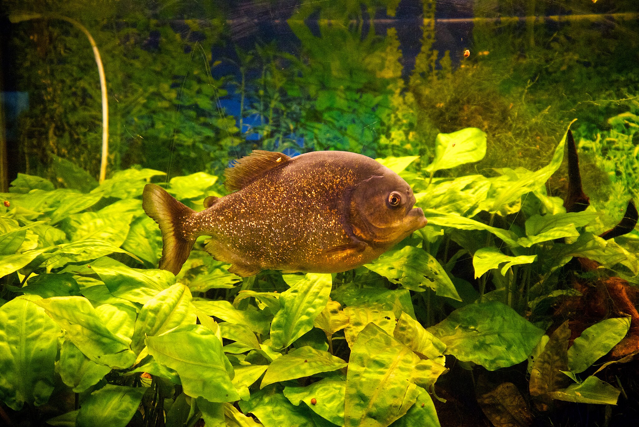 2048px-Piranha-at-Riga-Zoo-(13945117836)