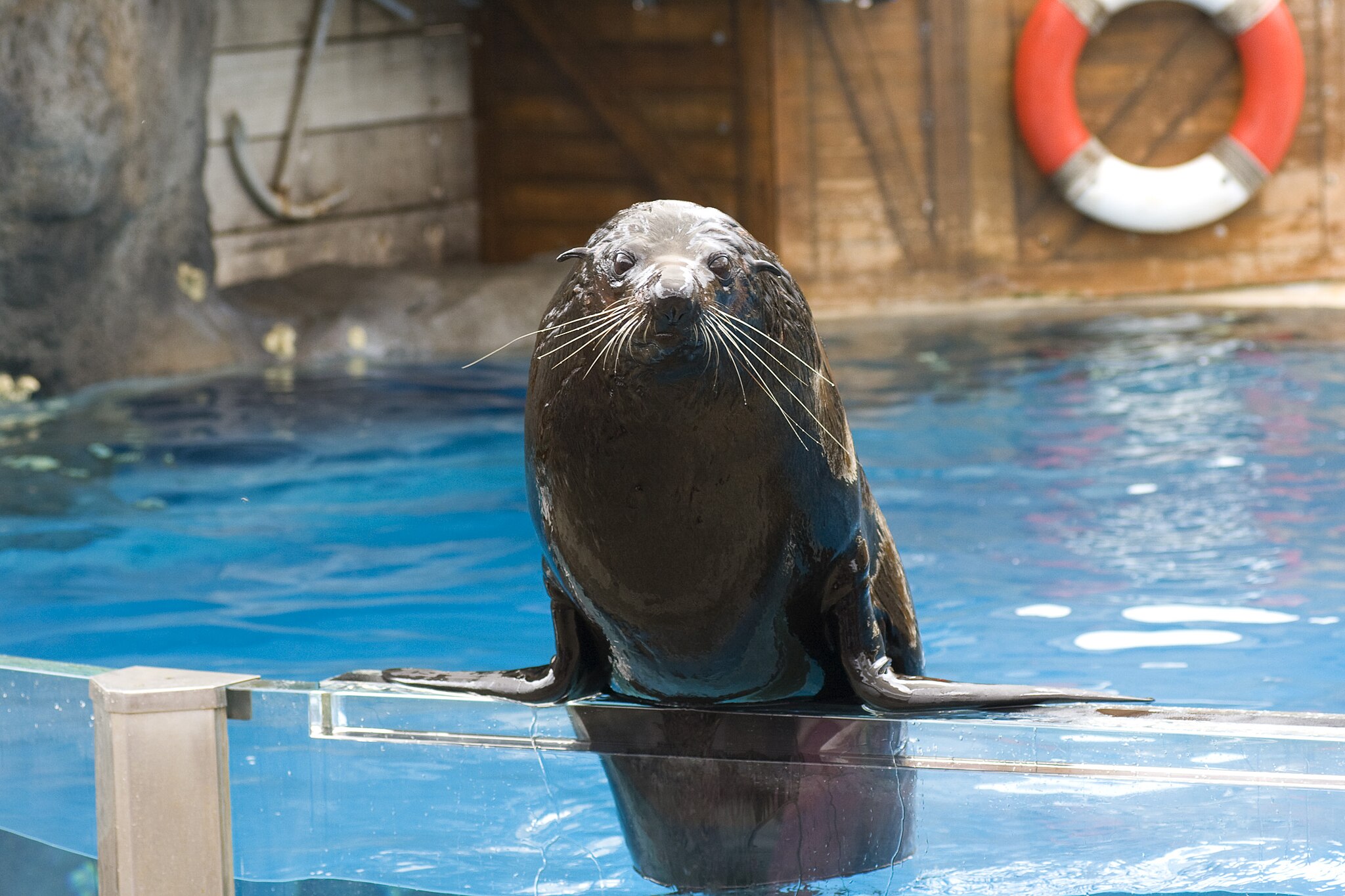 2048px-Seal-at-Taronga-Zoo---01