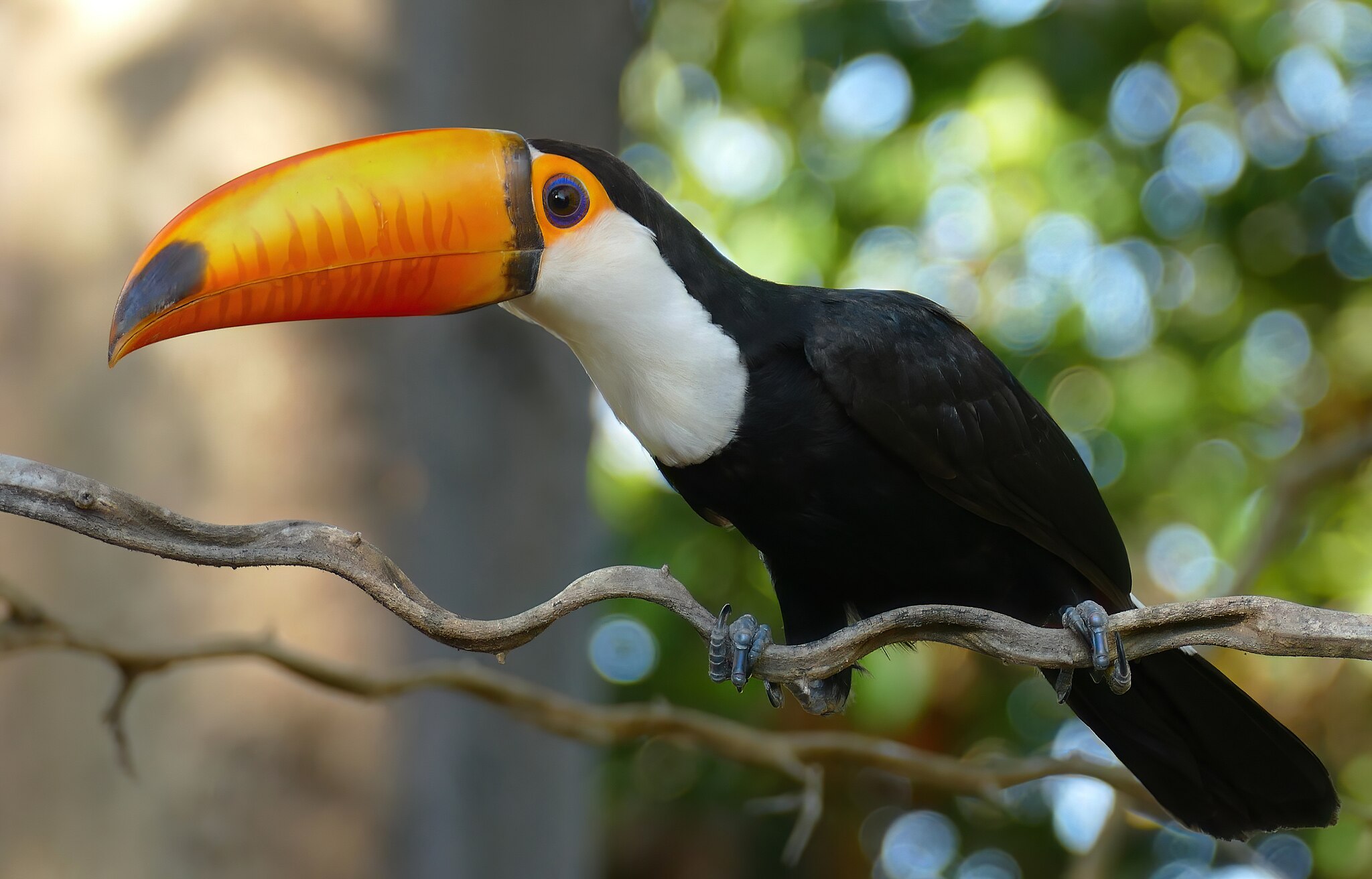 2048px-Toco-Toucan-(Ramphastos-toco)---48153967707